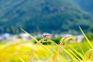 新潟県で働く薬剤師の平均年収・時給は？
