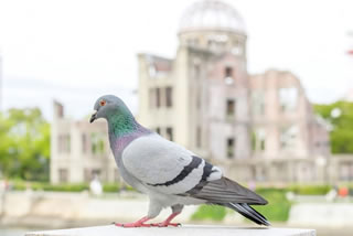 広島県で働く薬剤師の平均年収・時給は？